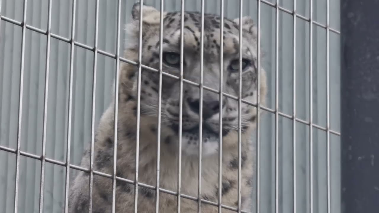【ユキヒョウの一日：愛らしい瞬間が満載！】#東山動物園 #東山動植物園 ＃動物園＃ユキヒョウ＃東山ユキヒョウ、アムールヒョウ、アフリカヒョウ、ペルシャヒョウ、インドヒョウ、#かわいい動物