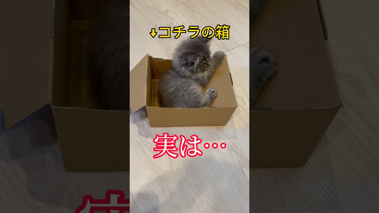 コチラの箱、実は…。 #ラガマフィン #つまみちゃん #かわいい #kitten #猫 #cat #子ねこ #shorts #おすすめ