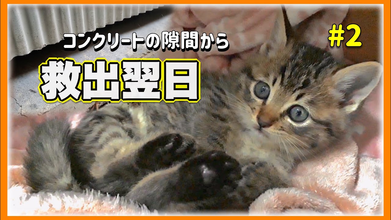 置いていかれた子猫さん…救出された翌日からもりもりごはんを食べる【子猫保護２日目】【#きじとら兄弟成長記録】