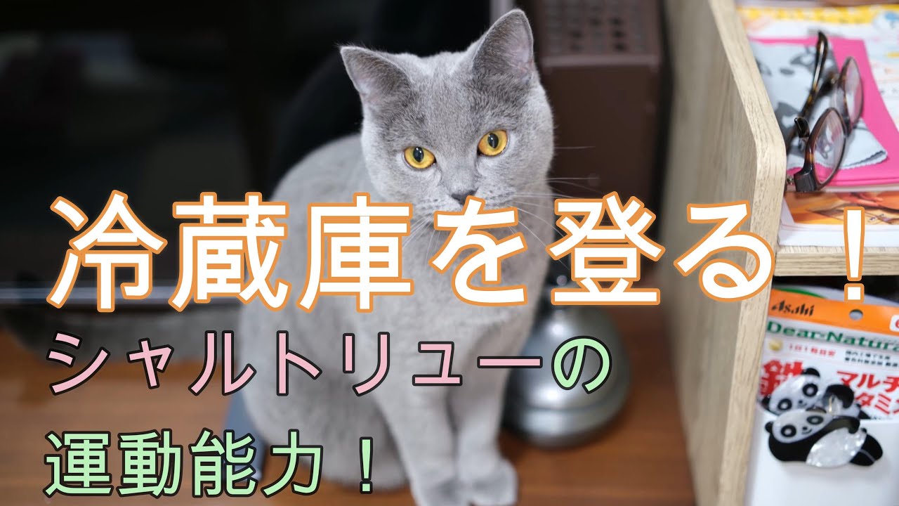 冷蔵庫を登る！シャルトリューの運動能力！