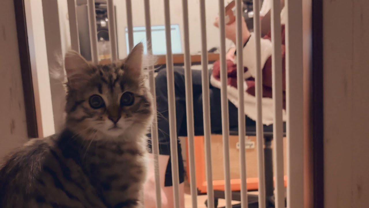 パパのギターを静かに聴く子猫　布を食べちゃった？【episode17】【サイベリアン】【The Beatles】