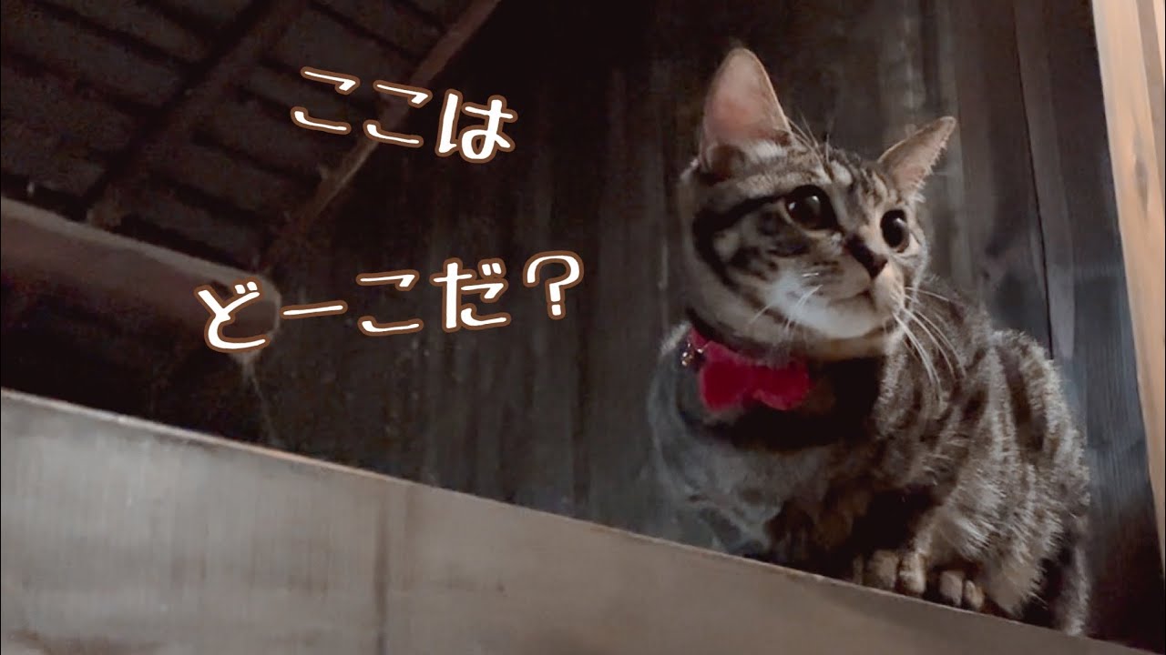 いろんな所に登る甘えん坊な猫達♡