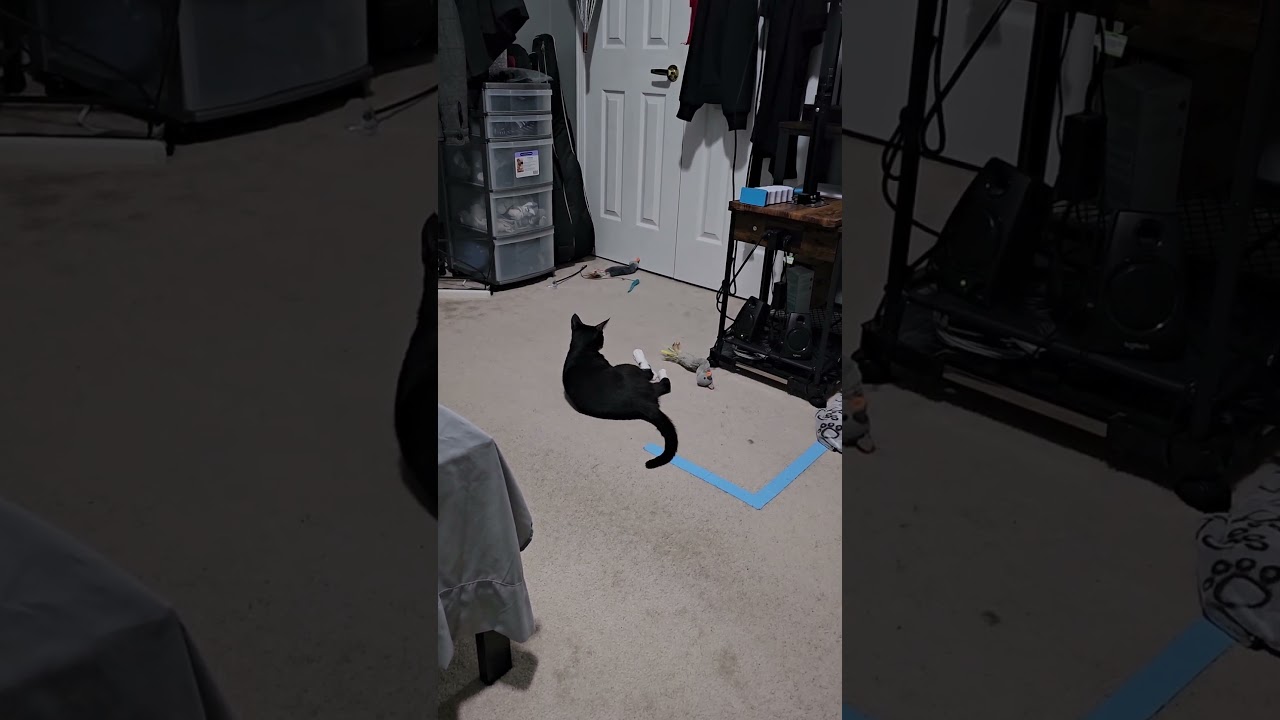 Meet our new cat Sylvester