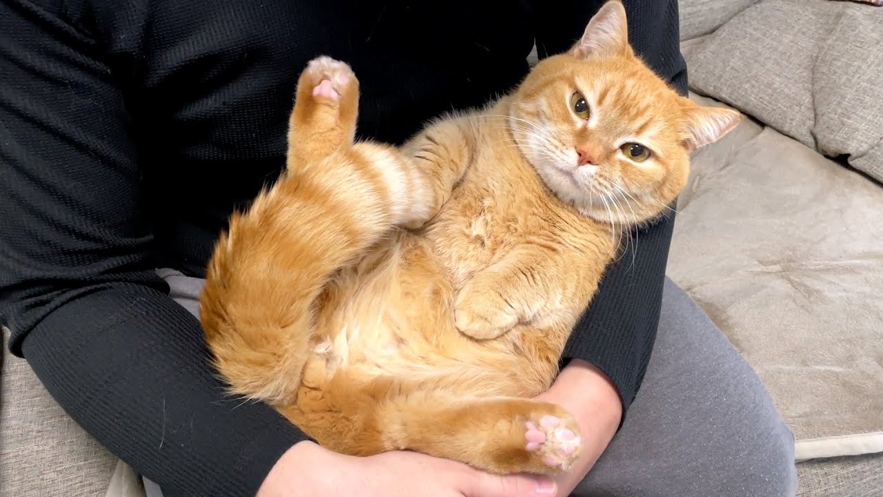 何度もひっくり返される赤ちゃんみたいな猫