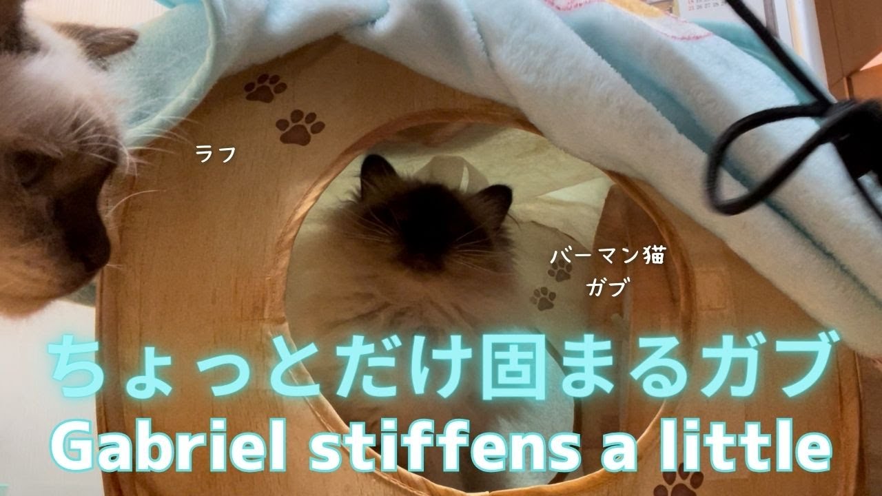 バーマン猫ガブ【ちょっとだけ固まるガブ】Gabriel stiffens a little（バーマン猫）Birman/Cat