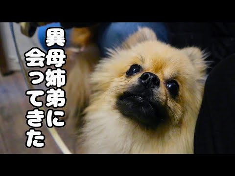【異母姉弟】可愛すぎるゆずちゃんに会いに犬猫時間さんに行きました！