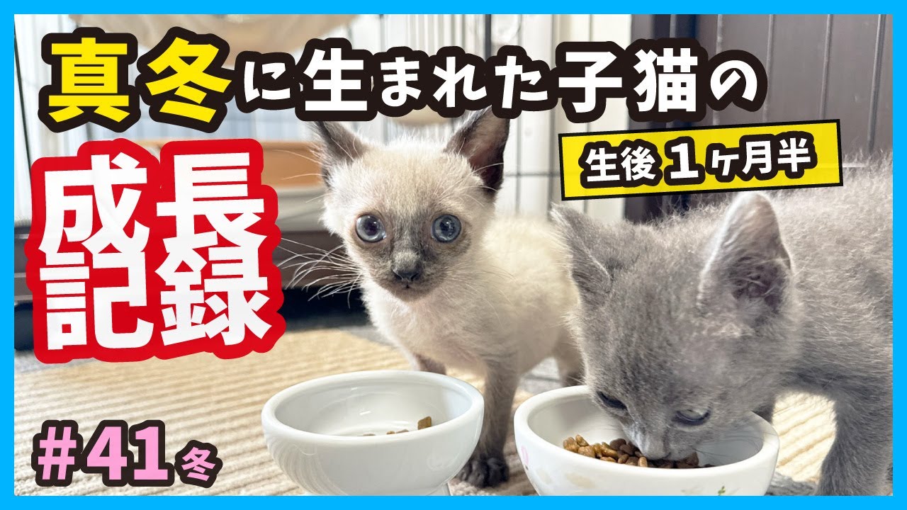 【保護 子猫】可愛い！激しい！真冬に生まれた子猫、 生後１ヶ月半の変化。（冬41）