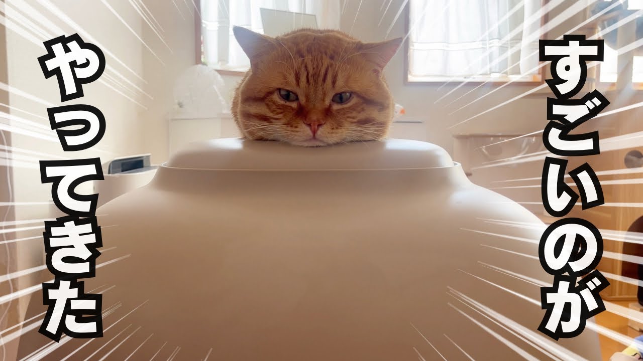【朗報】我が家にすごい全自動猫トイレがやってきた！ #猫 #マンチカン