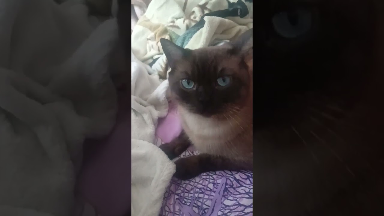 Переменчивый характер Сиамске #котики #cat #сиамске