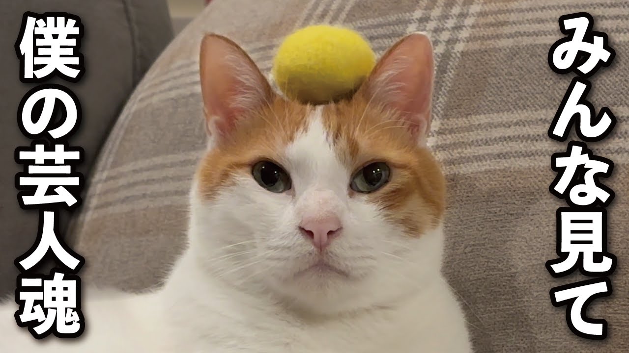 【甘えんぼ猫】ボールを置かれても全く気づかない猫がこちら…