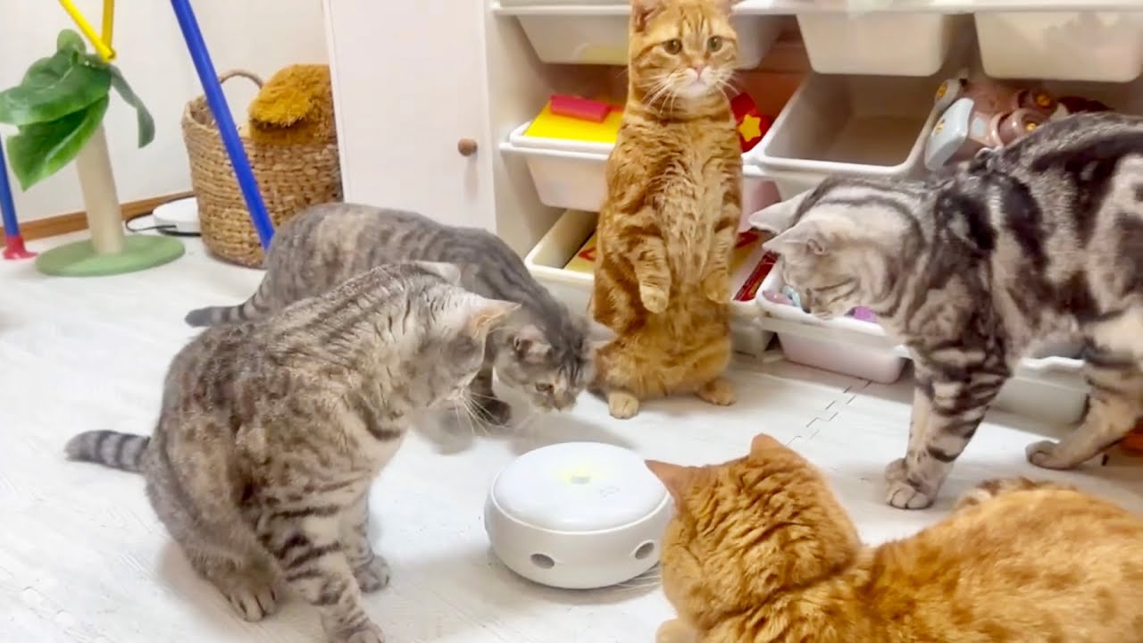 おもちゃの独り占めを図ったポッポママだったが... #猫 #マンチカン