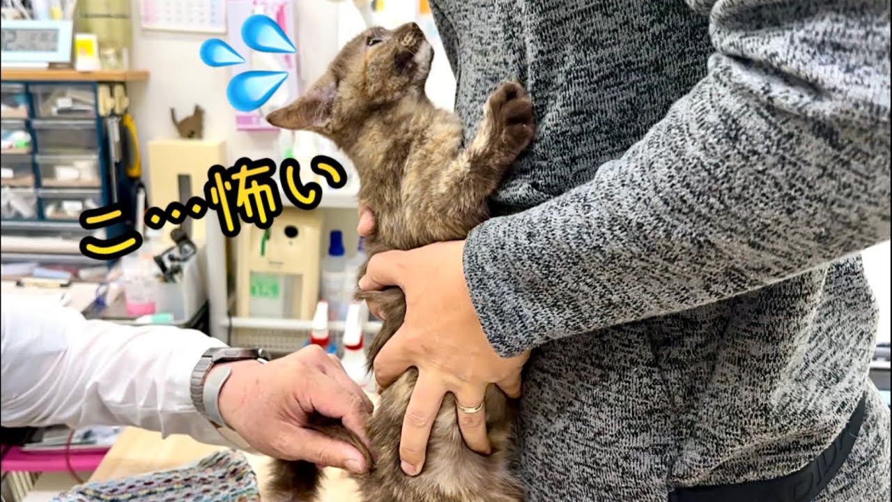 注射を前に離れたくない子猫がこうなりました。【保護猫】