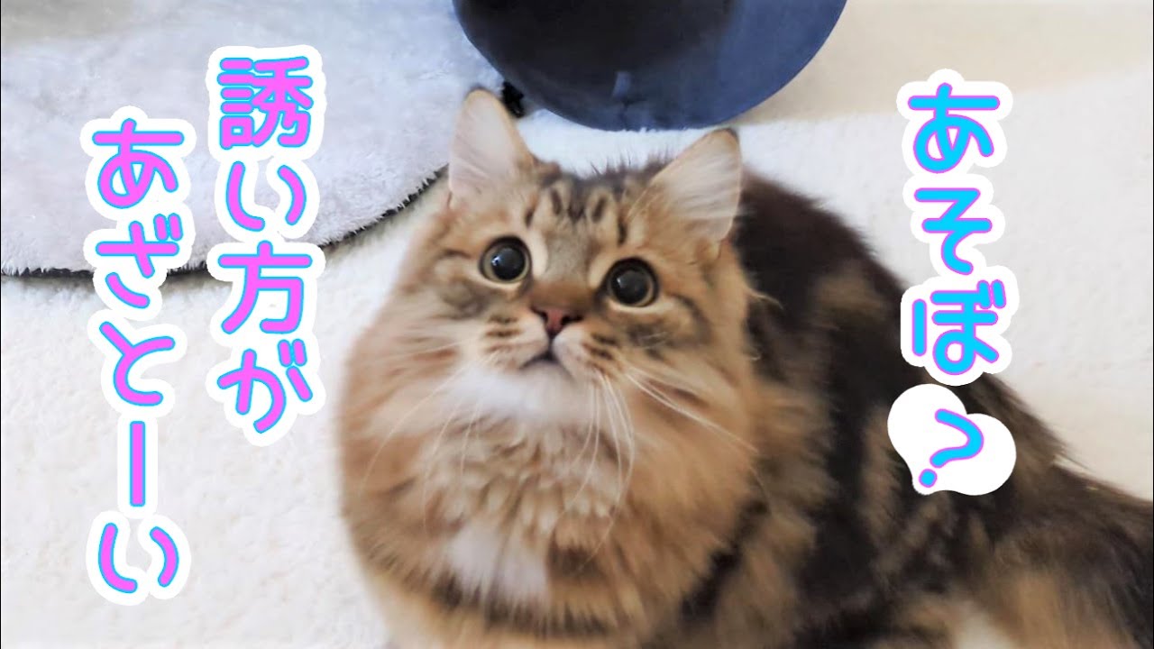 ちょんちょん優しくママを誘うぷ−ちゃんが可愛すぎる【ミヌエット 子猫】