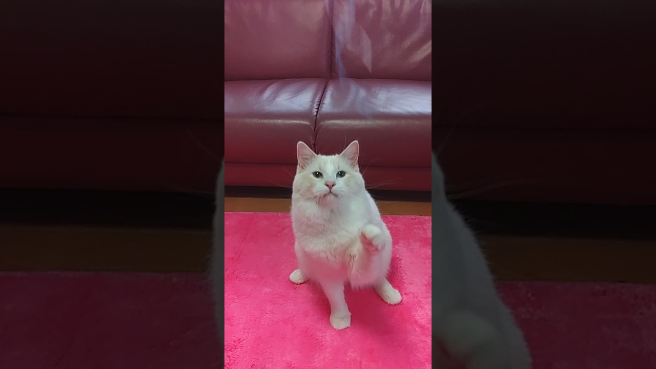 #きょうも元気#ラグドール #クリームポイントバイカラー