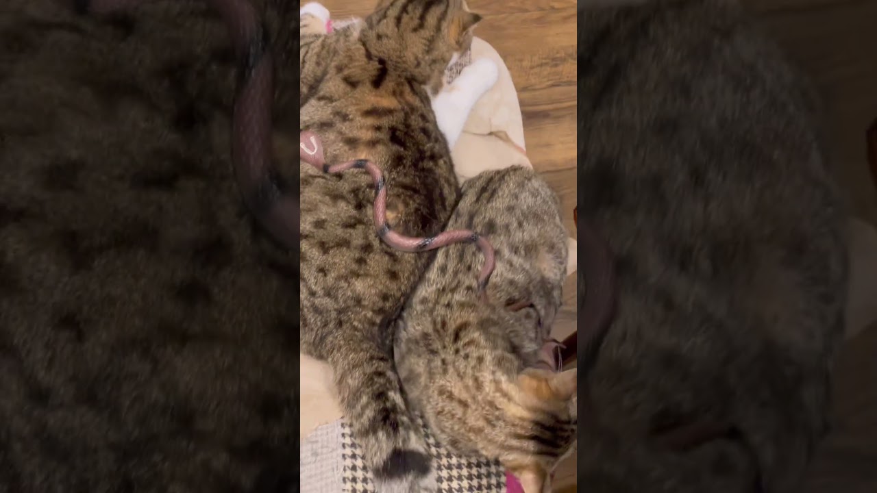 2匹の猫にヘビを置いたらどうなるか！ ＃猫  #cats#cat  #ねこ #キャット  #猫おもしろ動画集 #kitten #fake