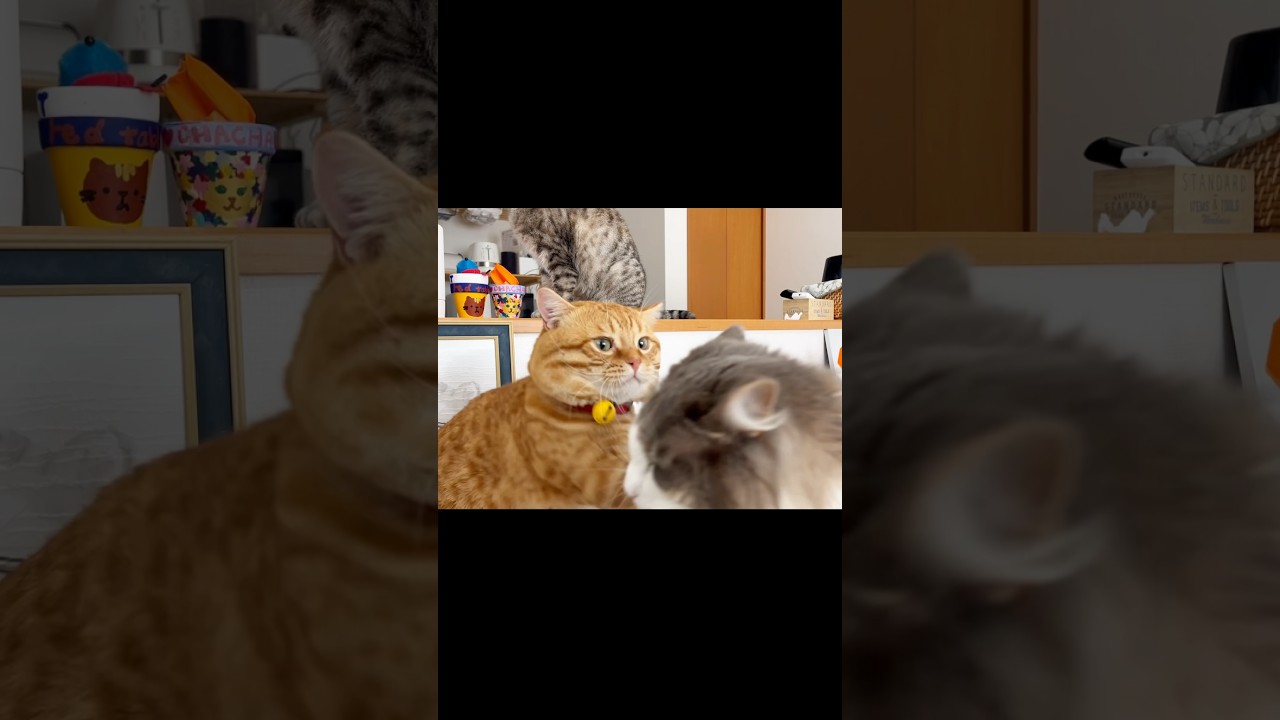 まん丸猫のていていがかわいすぎた！ #猫 #マンチカン #shorts