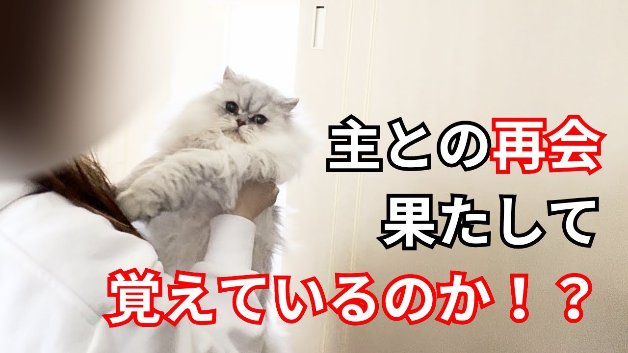 【ペルシャ猫】久しぶりに会う主の顔を覚えているのか！？