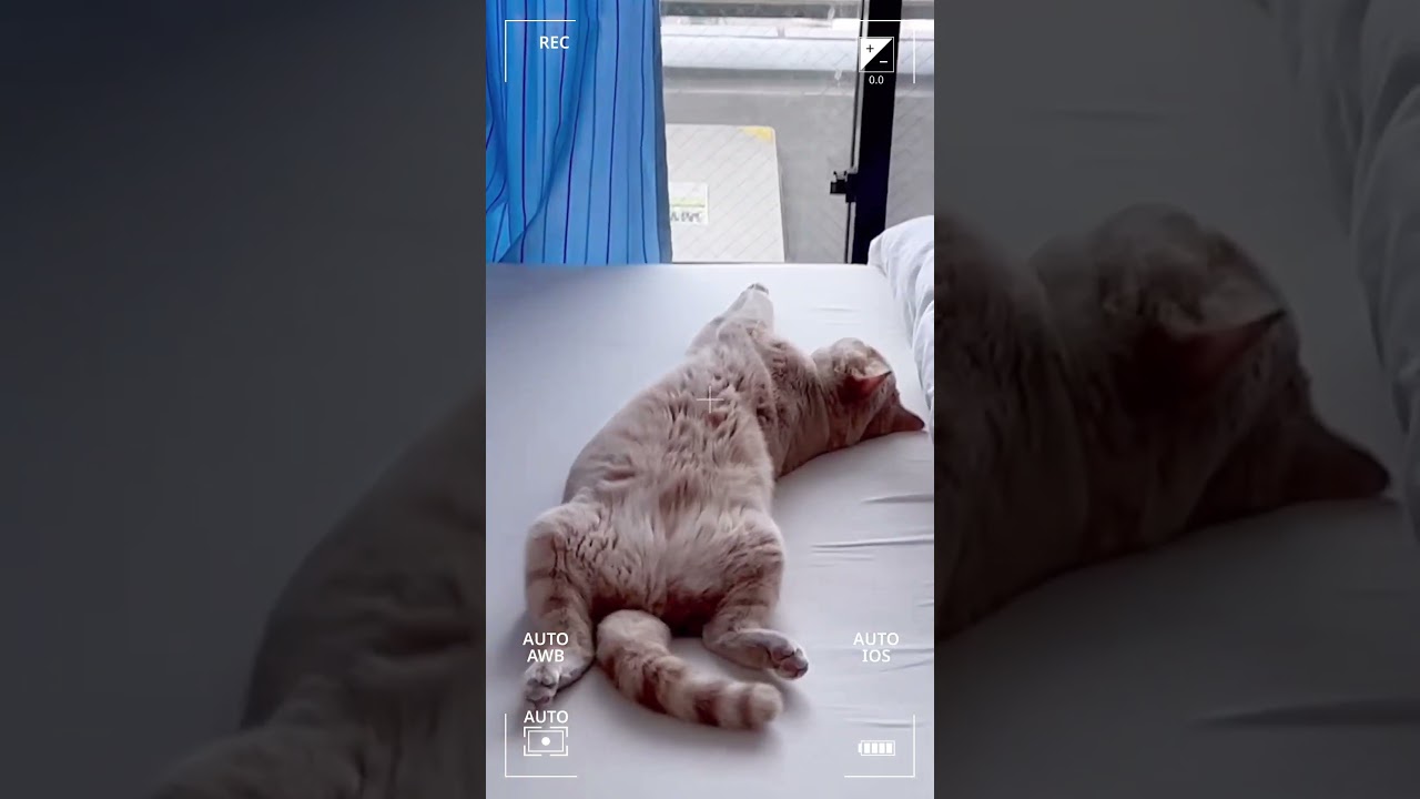 我が家のでふ猫もっちゃんのお昼寝。 #ブリティッシュショートヘア #でぶ猫 #ねこ