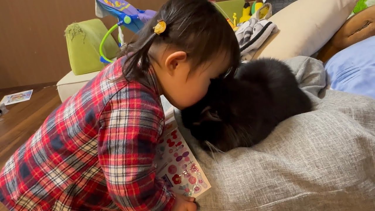 夕食風景を見に行ったら、シールブックを見せられた猫　ラガマフィンA cat being shown a sticker book. Ragamuffin