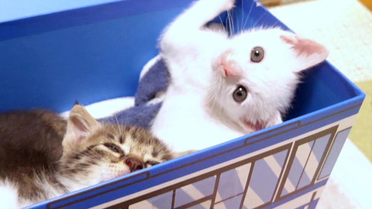 白子猫がバスの中で大暴れしたので「こりゃたまらん！」とSOSを出したキジ子を救出しました【赤ちゃん猫　保護猫】