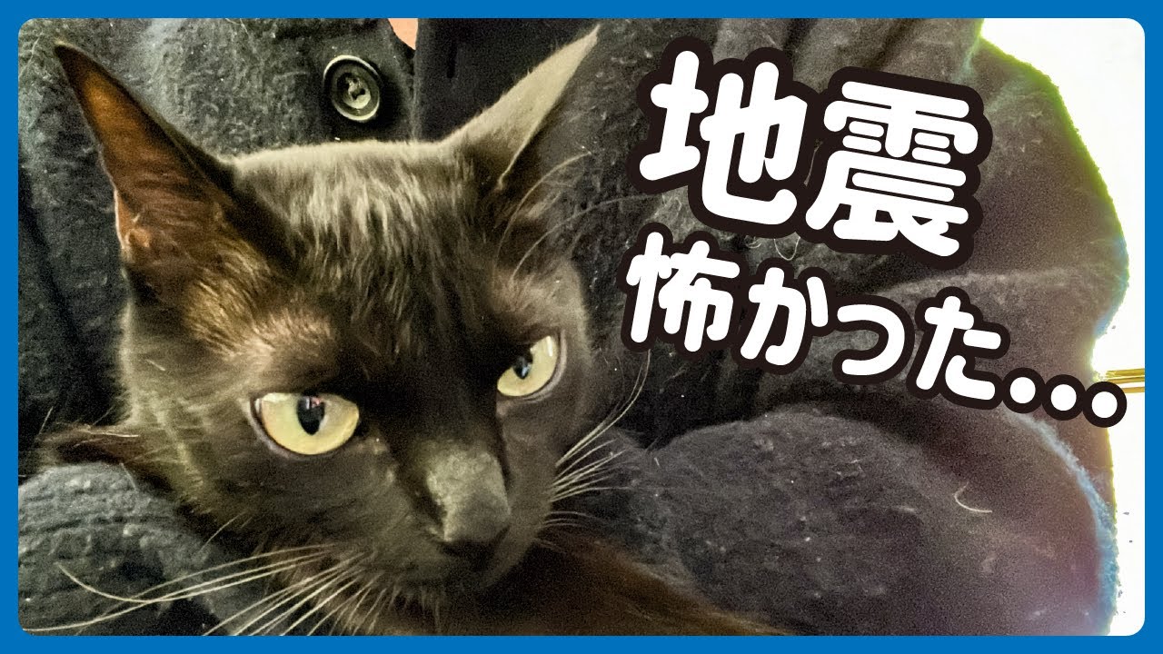 大きな地震にビックリした保護猫がこうなりました...🐈‍⬛