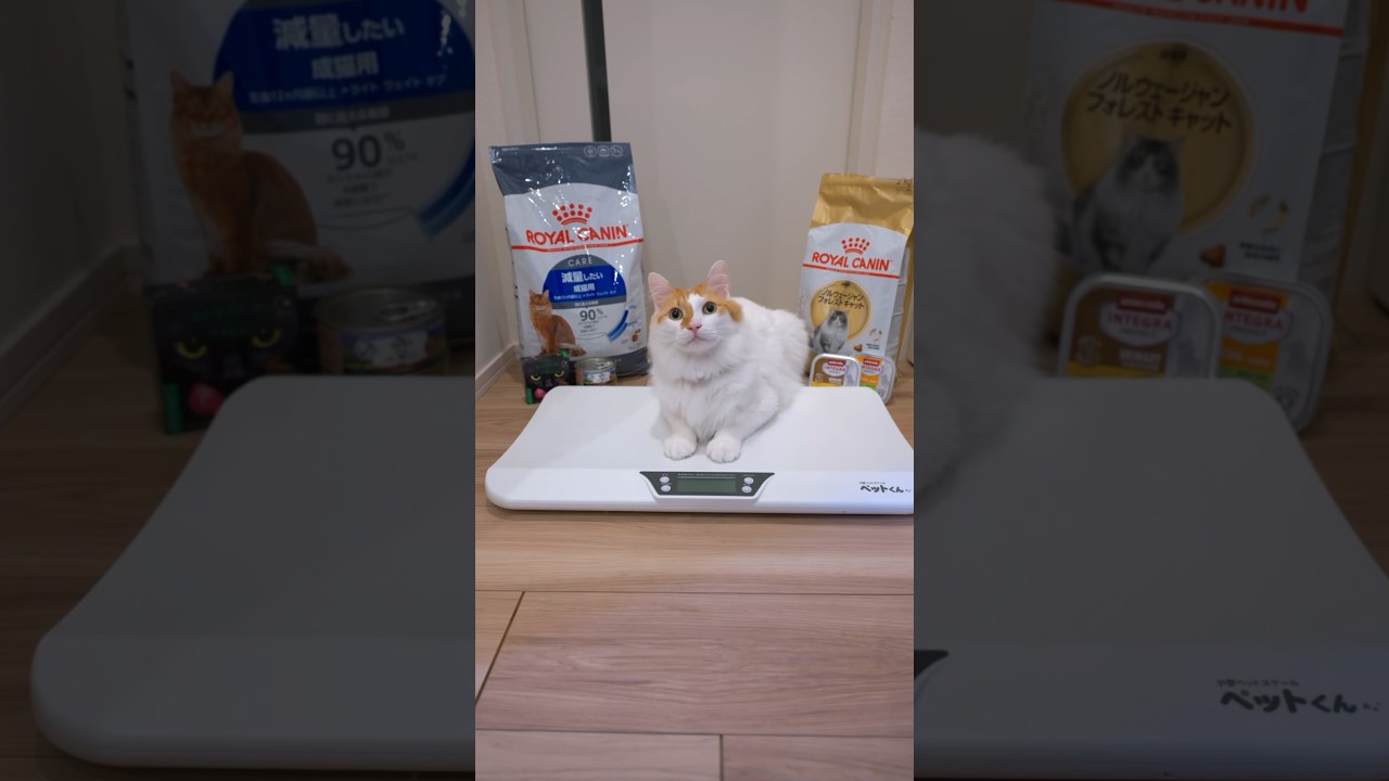 ダイエット？💪🐈 #cat #cats #吾猫