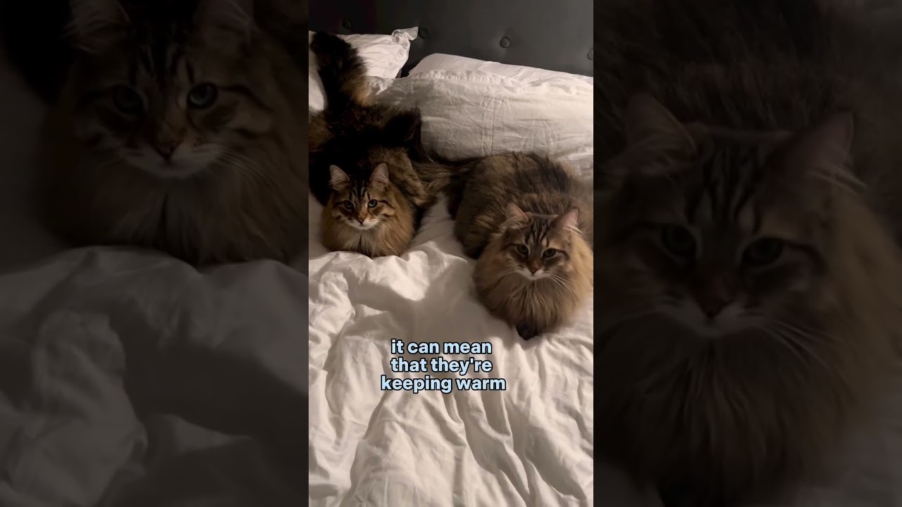 New day. New cat fact 😹 What does our floof’s sleeping position reveal about their personality? #cat