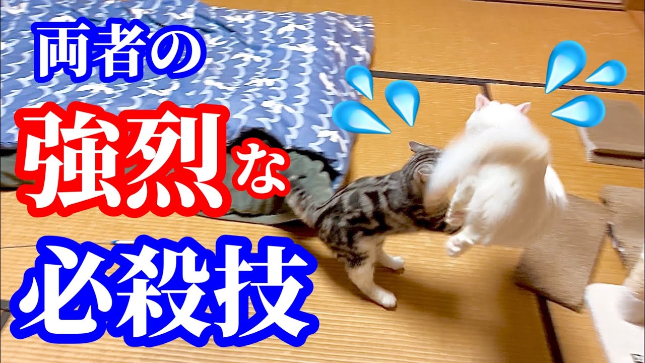 【激しい猫の闘い】お互いの得意技を繰り出す両者！