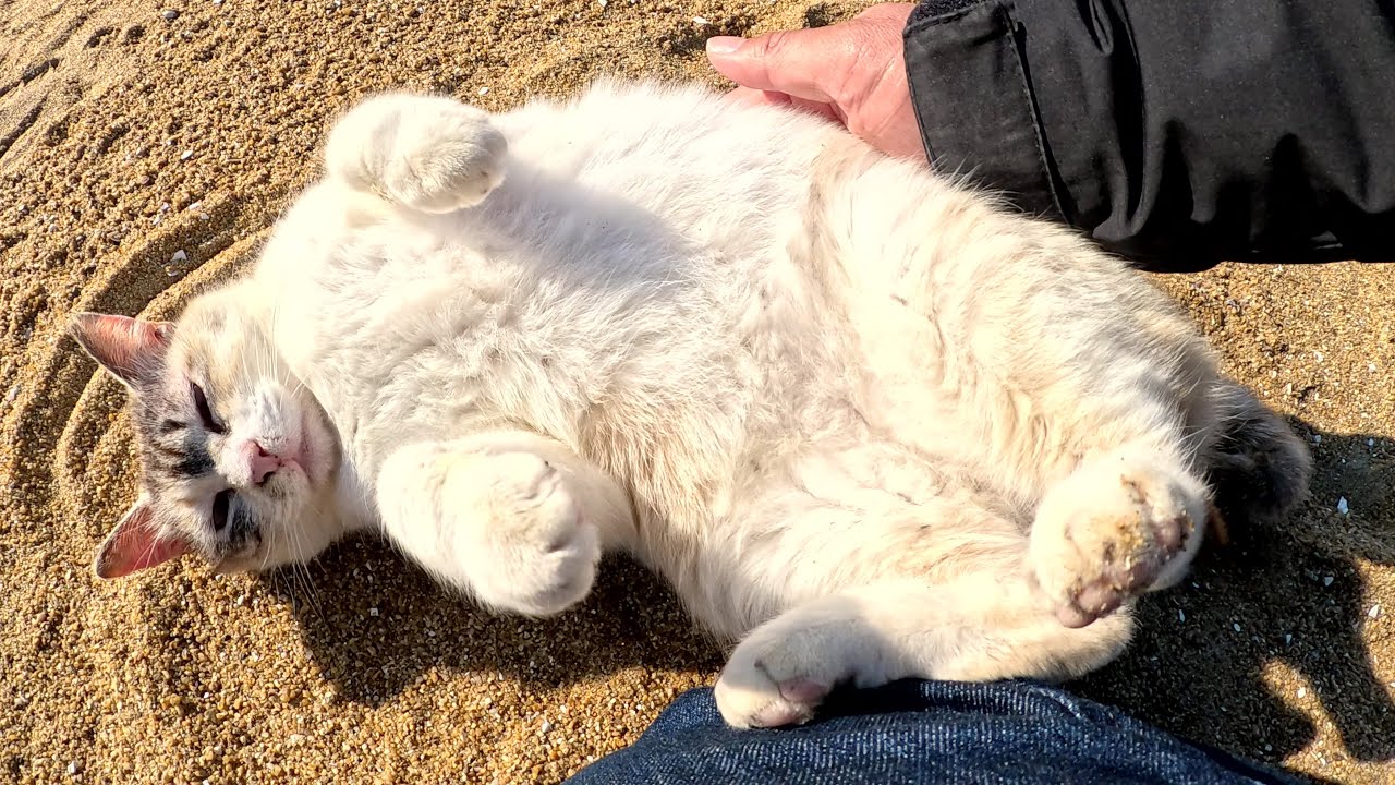 シャムミックスの美猫が足元にコテンと寝転んで甘えてきた