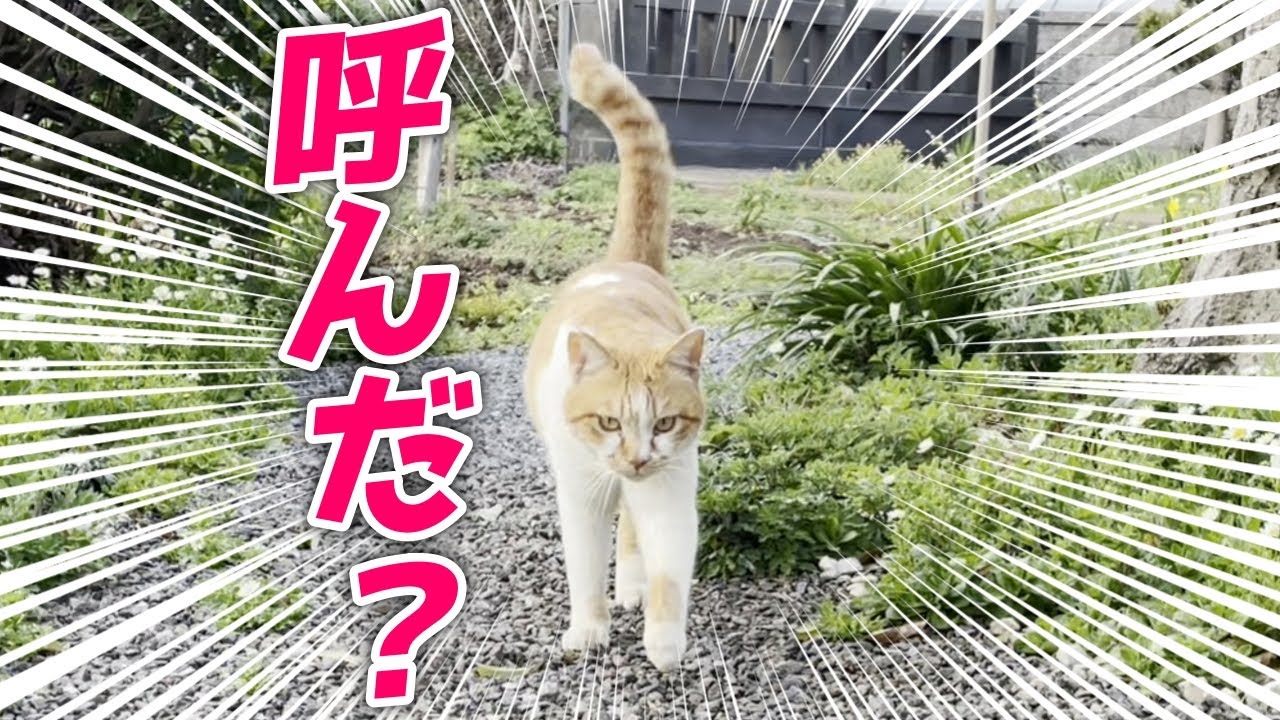 名前を呼ぶとママの元に駆け寄ってくれる庭子猫が最高に可愛い…♡[三毛母猫の子猫]