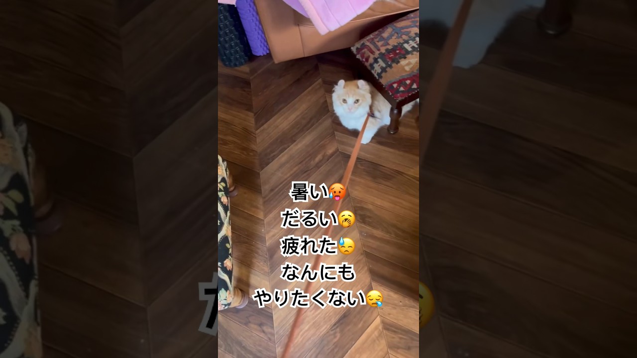 リード訓練に飽きた仔猫　#shorts　#猫 　#子猫