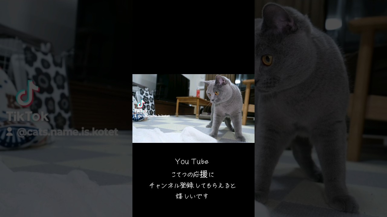 実は運動能力が高いシャルトリュー(Chartreux actually has high athletic ability.)
