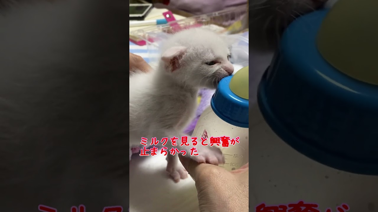 part⑤赤ちゃん猫を保護してから１ヶ月の物語