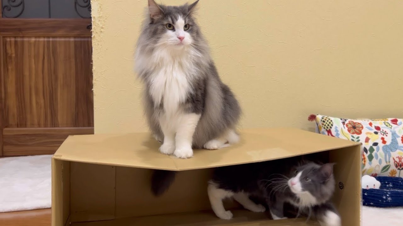 【でか段ボール最終回‼︎】はたして、お兄ちゃんたちは遊んでくれるのかー！？子猫ターキッシュアンゴラとノルウェージャンフォレストキャット♡