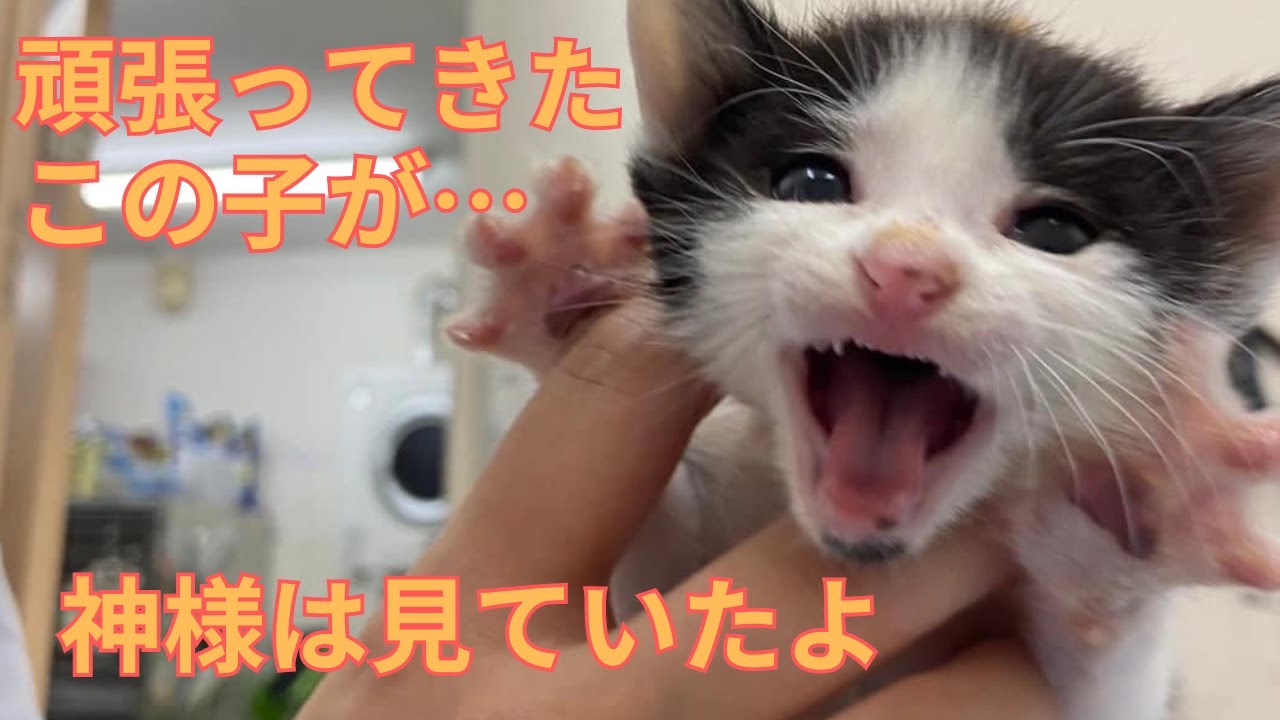 【88】猫風邪を乗り越えた保護子猫が更なる試練をも！そして素晴らしい未来を☆口内炎で口に穴が開き保護されたさくら猫クラウスがとうとう❤️