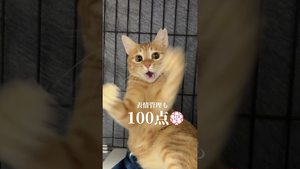 チャイさんの暮らし㉘。#保護猫