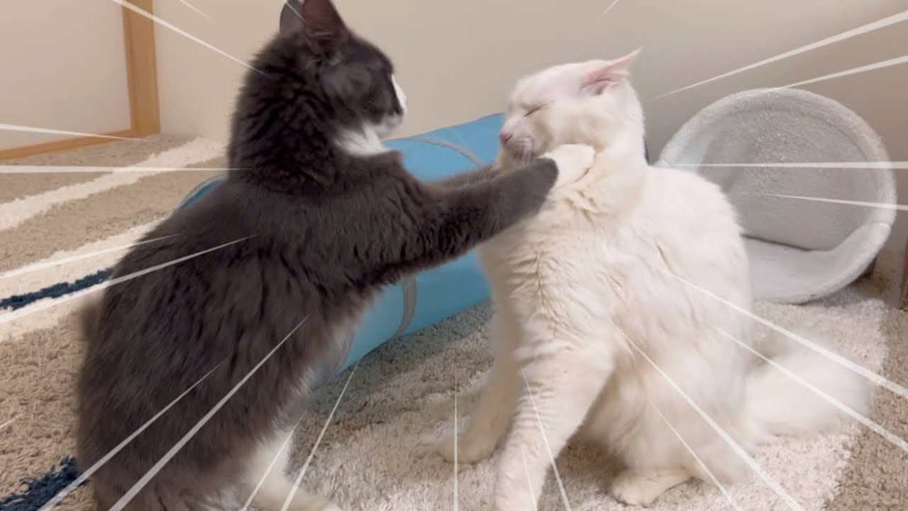 【お兄ちゃん遊ぼ‼︎】積極的に先輩ニャンコにアピールする、子猫ターキッシュアンゴラwww