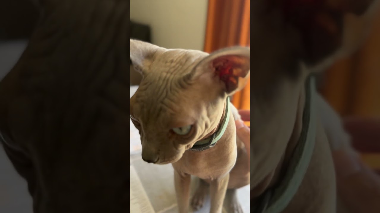 When it’s March Madness with the family and Hairless Cat Sphinx@NCAA Grand Canyon Valley