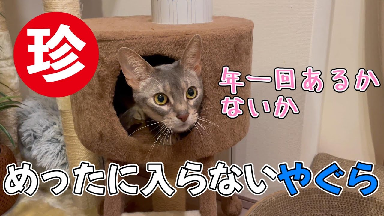 珍しくうちの猫さんがやぐらに入りました♡