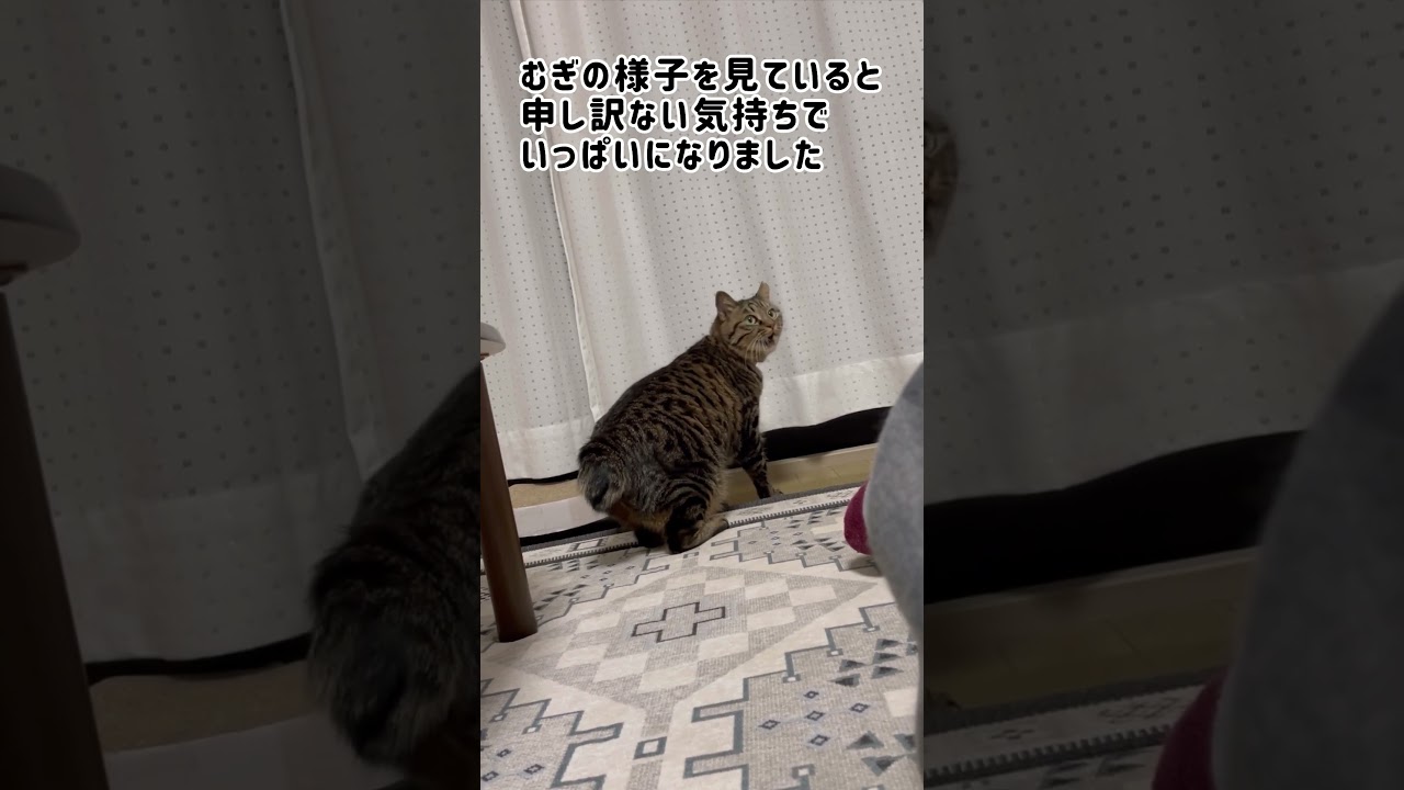 たぬき猫、引っ越しました #shorts#猫 #元野良#キジトラ#ボブテイル