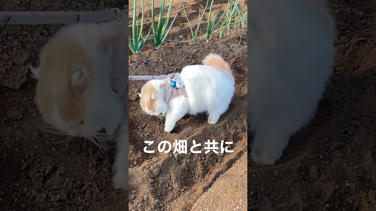 苦労した猫があれを与えてる　#スコティッシュフォールド #猫動画