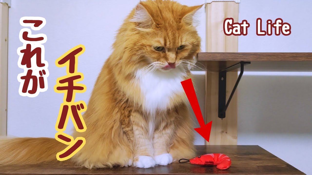 楽しい猫らいふ♪大好きなポイッ遊び/Beloved Fetch Play!