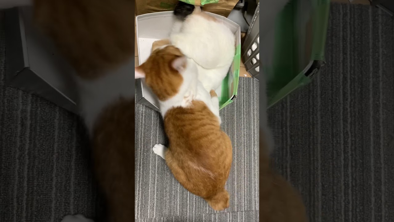 #dynamite #bts #おだんごしっぽ