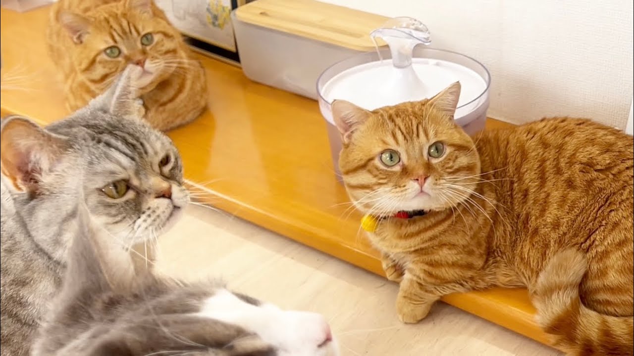 大好きなねぇねと知育玩具で遊ぶかわいい猫たちをまったりのんびり #猫 #マンチカン