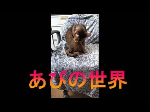 ネコ動画あび＃3345　あびの毎日　アビシニアン　あび