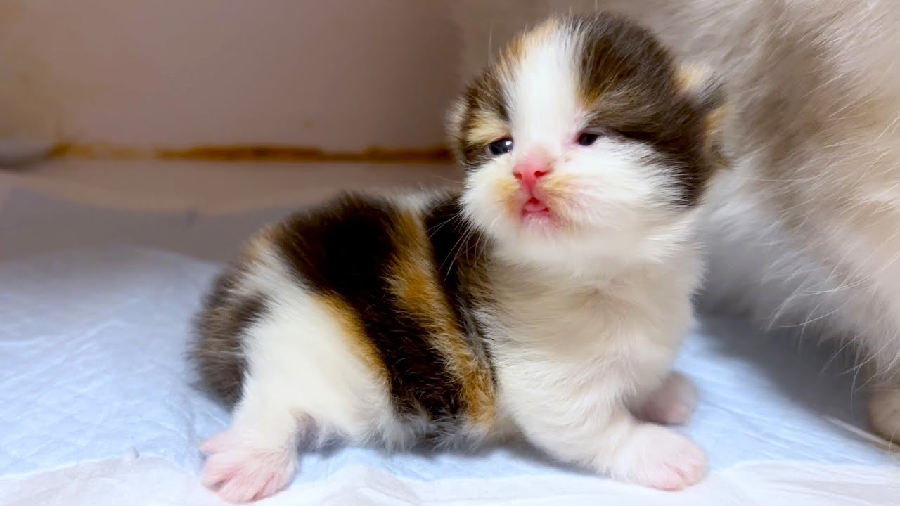 【ミヌエットの子猫】目が開きかけの子猫は情けない顔な件 ～猫のいる生活Vol.915～出産動画 マンチカン短足・ミヌエット・ペルシャ猫専門ブリーダー『ペット蔵人』【子猫の成長記録】