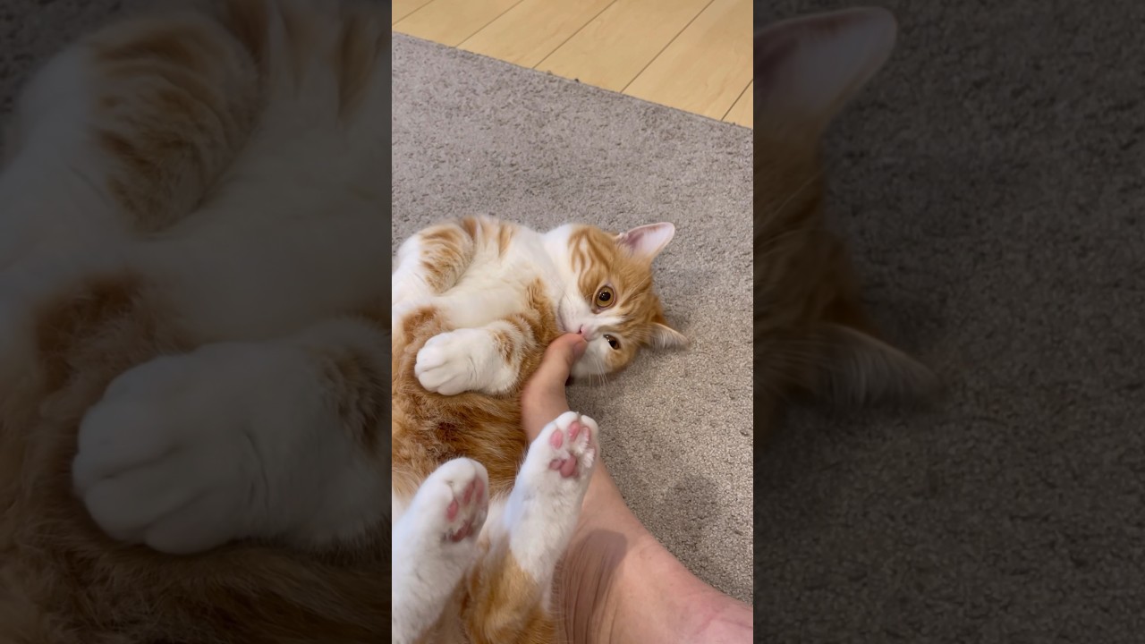 猫が足の臭いを嗅いだら変な顔に!? #cat #kitten #funny