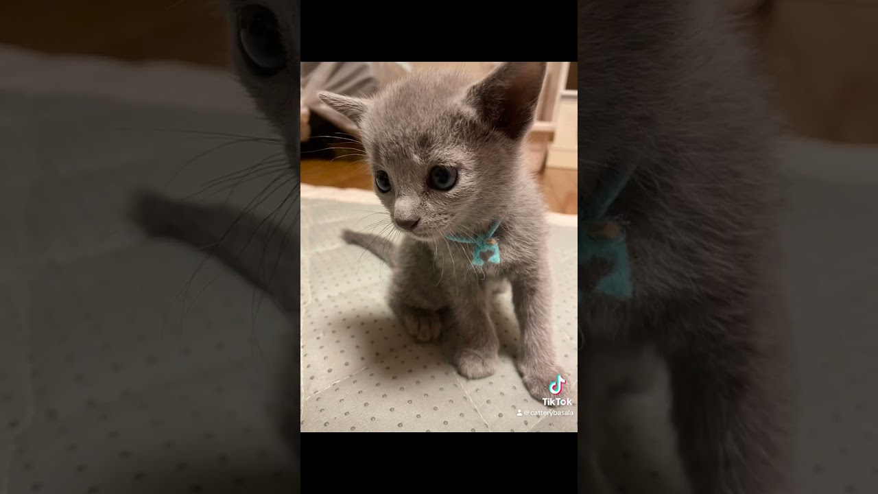 ロシアンブルー 穏やかな抱っこ大好きにゃんこ