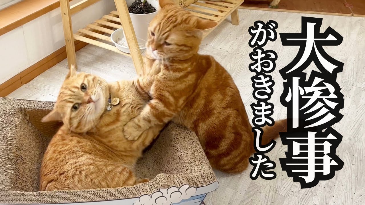 【悲報】大惨事が起きました...泣 #猫 #マンチカン