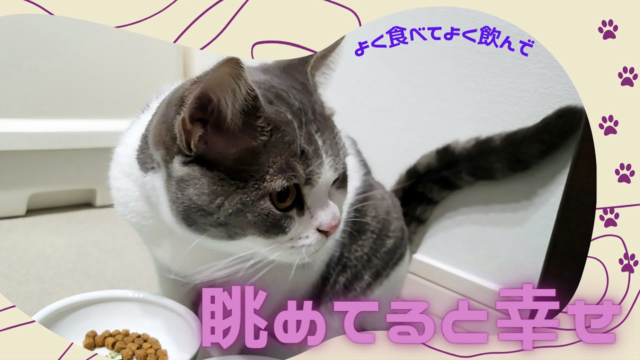 ただ猫が飲み食いするだけの動画。【Scottish Fold Kotarou&Kojirou】